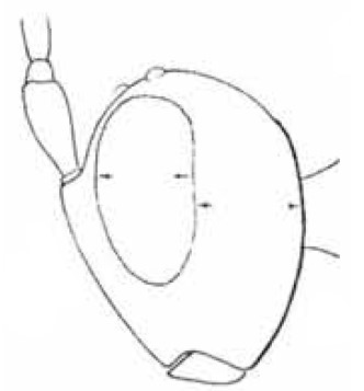 head in lateral view