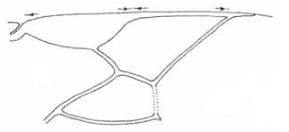 distal part of right fore wing