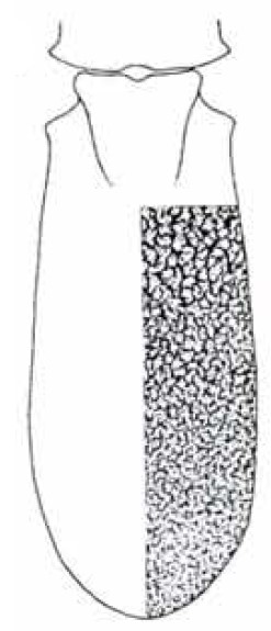 carapace in dorsal view with indication of its sculpture