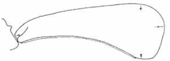 male carapace in lateral view