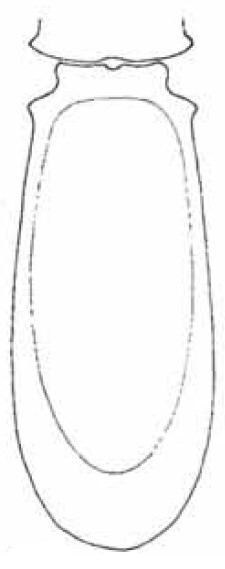 carapace in ventral view