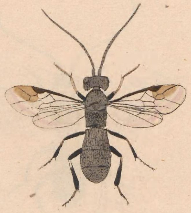 ♀ habitus