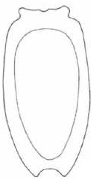 carapace in ventral view