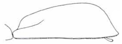 female carapace in lateral view