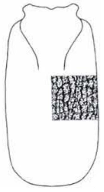 male carapace in dorsal view with indication of its sculpture