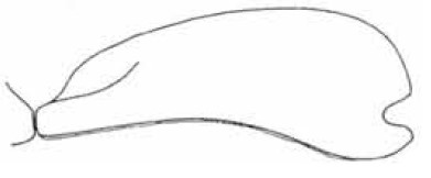 male carapace in lateral view