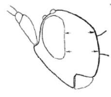 head in lateral view