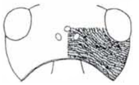 head in dorsal view with indication of its sculpture