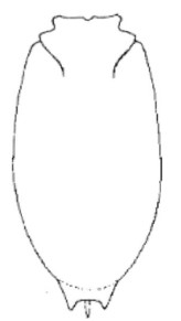 carapace in dorsal view