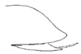 posterior third of carapace in lateral view.
