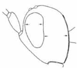 head in lateral view