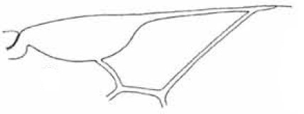 distal part of right fore wing