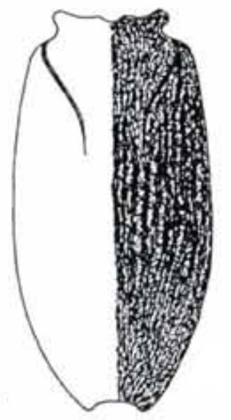 carapace in dorsal view with indication of its sculpture