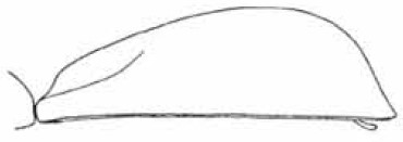 carapace in lateral view