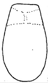 ♀ carapace in dorsal view (with shape of big basal spots)