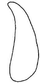 ♀ carapace in lateral view