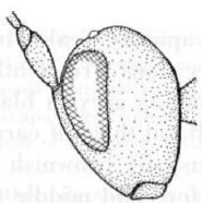 head in lateral view