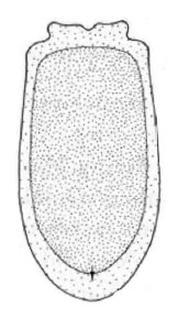 carapace in ventral view