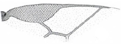 distal part of right fore wing