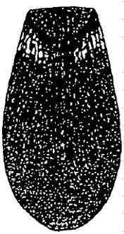 ♂ carapace in dorsal view (with sculpture and two small basal spots)