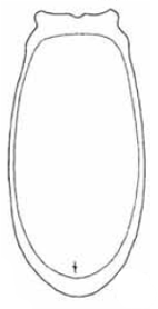 carapace in ventral view