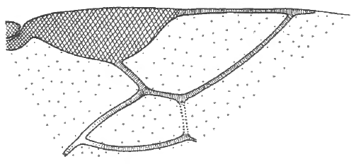 distal part of right fore wing