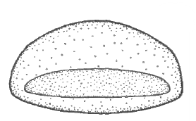apical foramen of male carapace