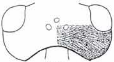 head in dorsal view with indication of its sculpture