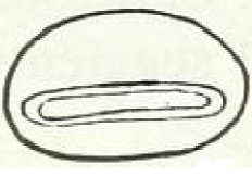 ♂ metasoma, posterior view