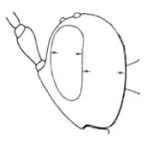 head in lateral view