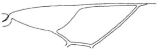 distal part of right fore wing