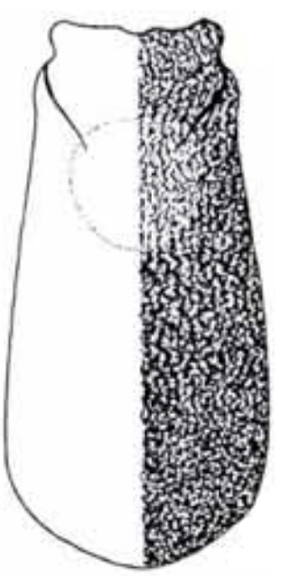 male carapace in dorsal view with indication of its sculpture