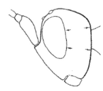 head in lateral view