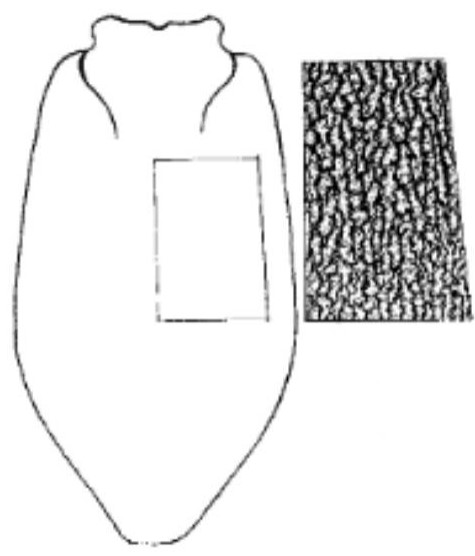 carapace in dorsal view with indication of its sculpture