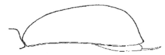 carapace in lateral view