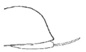 posterior third of carapace in lateral view