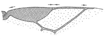 distal part of right fore wing