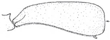 Female carapace in lateral view