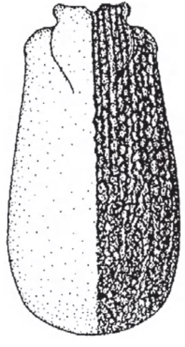 Female carapace in dorsal view with sculpture