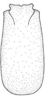 carapace of male in dorsal view