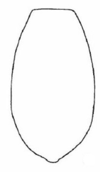 ♀ metasoma, dorsal view