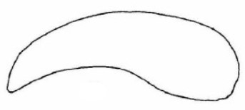 ♀ metasoma, lateral view