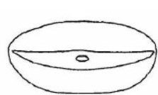 ♂ metasoma, posterior view