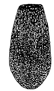 ♂ metasoma, dorsal view