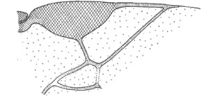 distal part of right fore wing