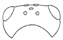 head in dorsal view