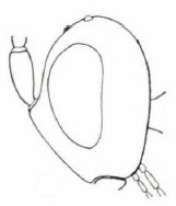 head in lateral view