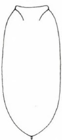 carapace in dorsal view