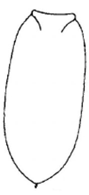 ♀ metasoma, dorsal view