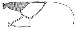 distal part of right fore wing